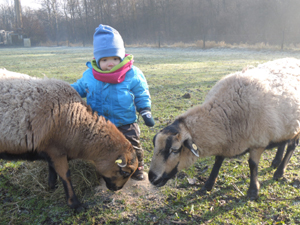 Foto - Kind und zwei Schafe